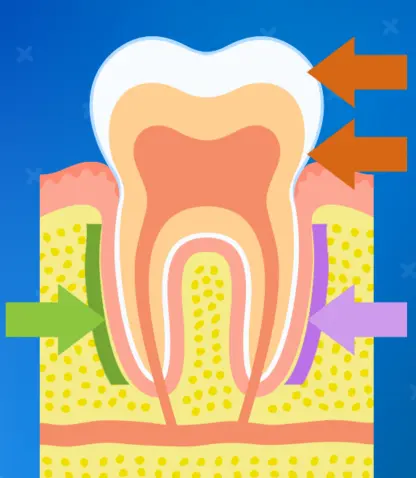 Ortodontik Diş Hareketi